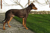 Deutscher Pinscher Hund