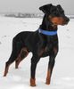 Deutscher Pinscher Hund