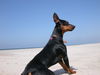 Deutscher Pinscher Hund