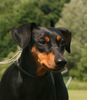 Deutscher Pinscher Hund