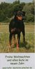 Deutscher Pinscher Hund