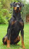 Deutscher Pinscher Hund