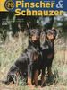 Deutscher Pinscher Hund