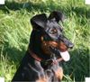 Deutscher Pinscher Hund