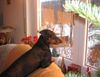 Deutscher Pinscher Hund