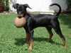 Deutscher Pinscher Hund