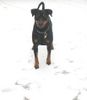 Deutscher Pinscher Hund