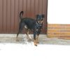 Deutscher Pinscher Hund