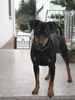 Deutscher Pinscher Hund