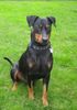 Deutscher Pinscher Hund