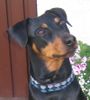 Deutscher Pinscher Hund