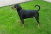 Deutscher Pinscher Hund