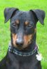 Deutscher Pinscher Hund