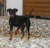 Deutscher Pinscher Hund