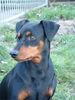 Deutscher Pinscher Hund