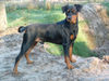 Deutscher Pinscher Hund