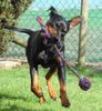 Deutscher Pinscher Hund