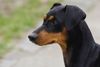 Deutscher Pinscher Hund