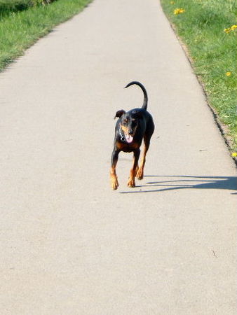 Deutscher Pinscher Tyson von Wachhög