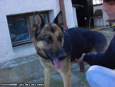 Deutscher Schäferhund Esta