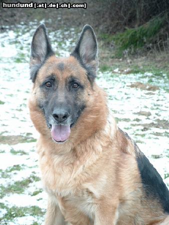 Deutscher Schäferhund Jello, neun Jahre 