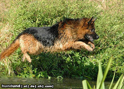 Deutscher Schäferhund DSH-Langhaar