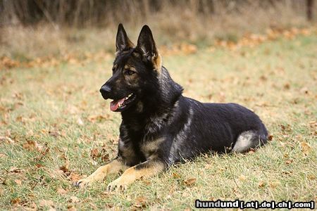 Deutscher Schäferhund Sarah vom Osterburgquell