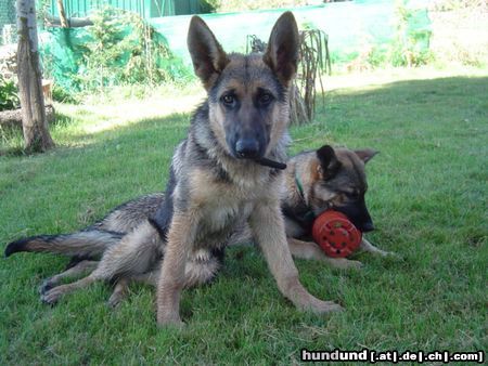 Deutscher Schäferhund Lula und Sila