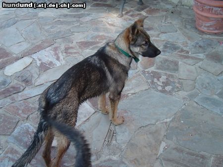 Deutscher Schäferhund Sila (gestorben am 19.11.2004) 7 Monaten. Wir und Lula werden Dich nicht vergessen. ¡Adios preciosa!