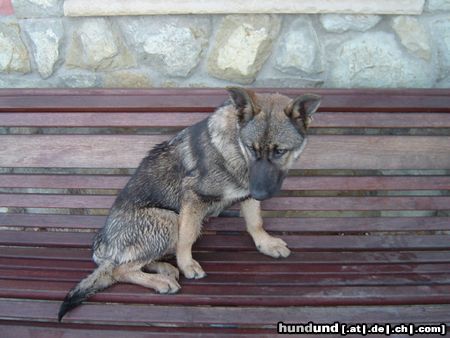 Deutscher Schäferhund Sila