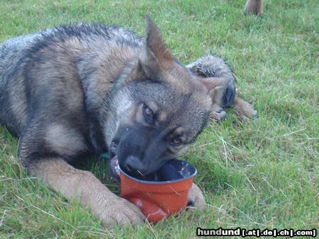 Deutscher Schäferhund Sila