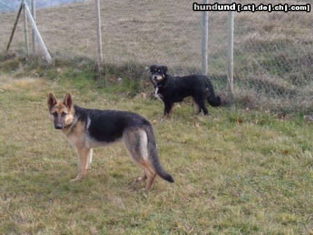 Deutscher Schäferhund Lula und ihre neue Schwester, Roza, von einem Hundezwinger (6 Monaten) 