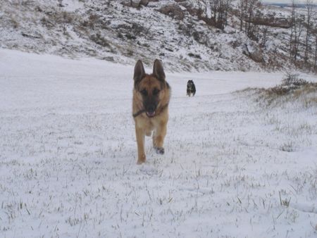 Deutscher Schäferhund Lula und Gala