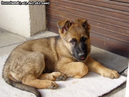 Deutscher Schäferhund Unser Wolf (8 Wochen)