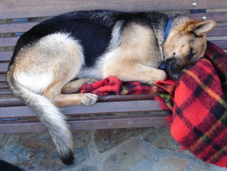 Deutscher Schäferhund Gestorben am 02.03.06 (Lugenembolie)