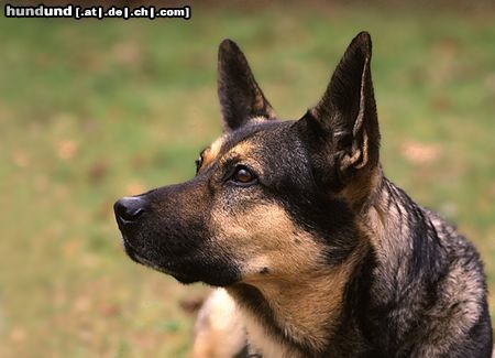 Deutscher Schäferhund Arko