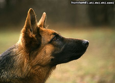 Deutscher Schäferhund Deutsche Schäferhündin