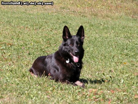 Deutscher Schäferhund Isetta vom Auenfels