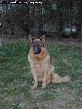 Deutscher Schäferhund ARKAN von der Schwarzen Lacke (18 Mon.)