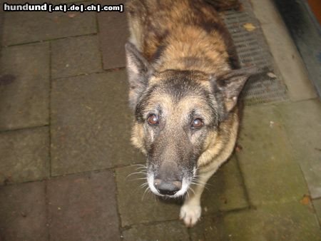 Deutscher Schäferhund Chesto (gestorben am 02.11.2003) 14,5 Jahre alt geworden... der liebste Hund den es gab.