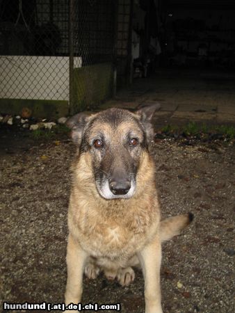 Deutscher Schäferhund Chesto (gestorben am 02.11.2003) 14,5 Jahre alt geworden... der liebste Hund den es gab.