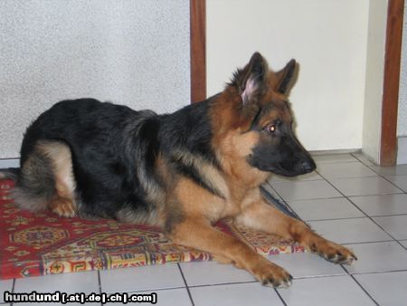 Deutscher Schäferhund Ares v. Macdiboia