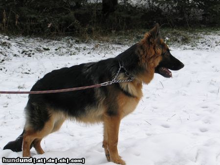 Deutscher Schäferhund Ares v. Macdiboia