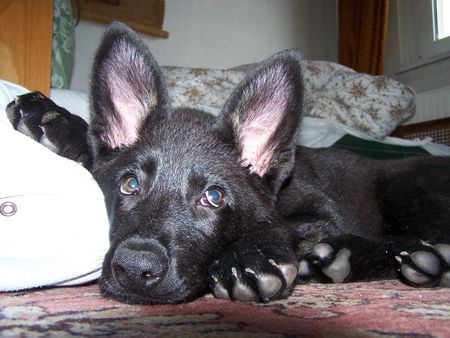 Deutscher Schäferhund Akira von der Frankenhöhe; sie ist 8 Monate alt und ist einmalig durch ihre weiße Zeichnung an den Beinen