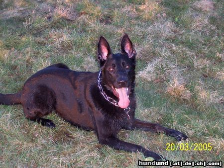 Deutscher Schäferhund unser Rocco