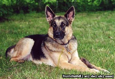 Deutscher Schäferhund Nora von der Lupa Lupis, ein Traum von einem Hund