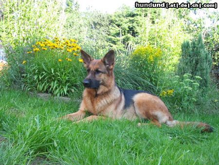 Deutscher Schäferhund Neele oder auch Birte vom Altländer Hof!