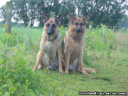 Deutscher Schäferhund Neele und ihr Tommy!