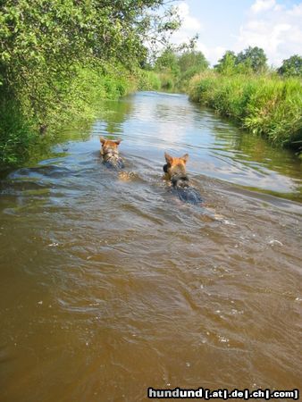 Deutscher Schäferhund Schwimmen ist so toll!