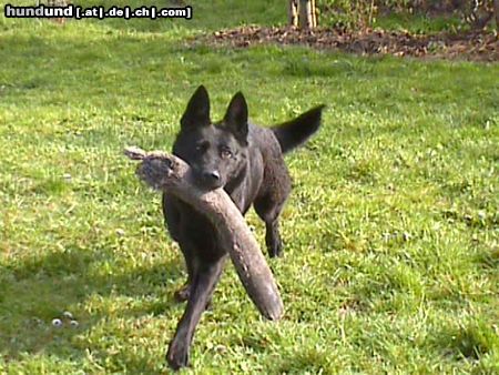 Deutscher Schäferhund Brandie v.d.Kranichteichen